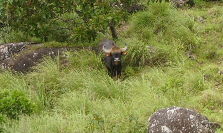 indian gaur bison