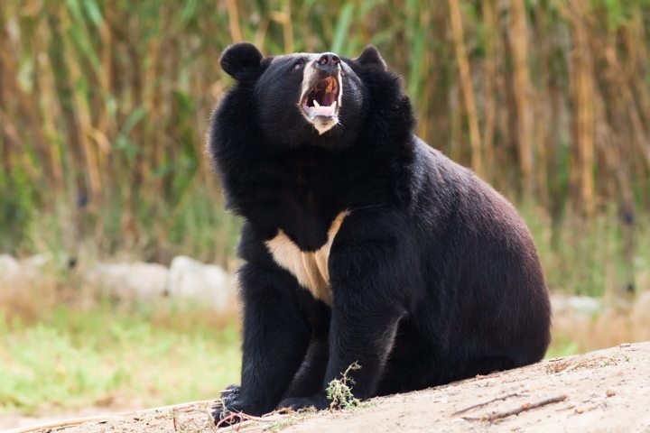 tibetan BLACK bear howling in nature