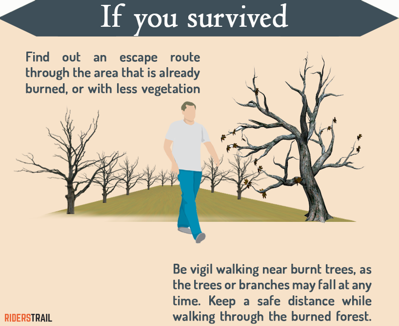 what to do after you have survived the forest fire