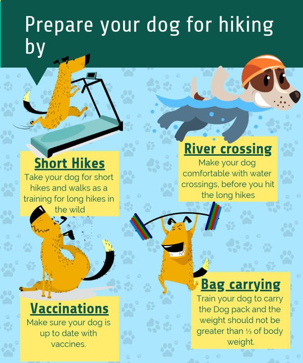 prepare your dog for hiking